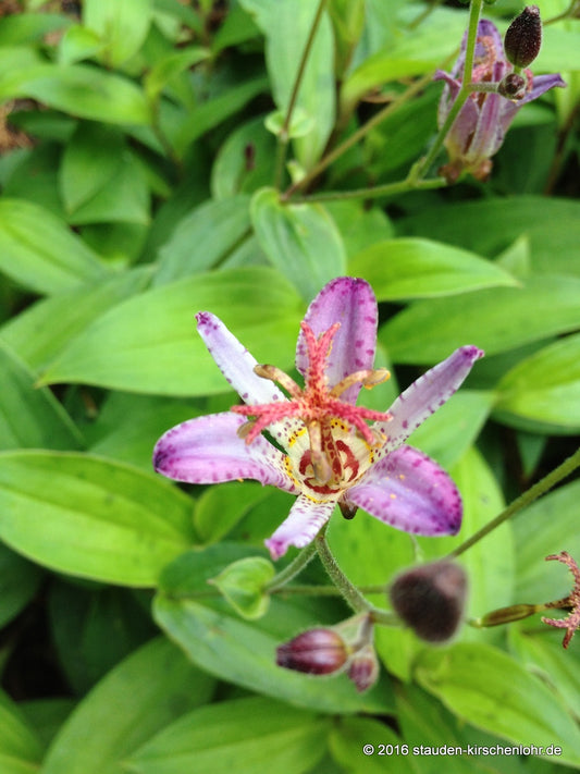 Tricyrtis formosana 'Taiwan Adbane'