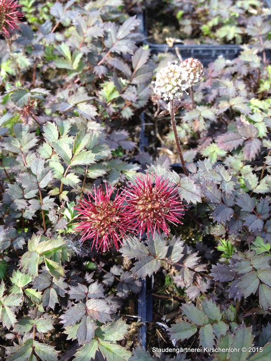 Acaena microphylla 'Kupferteppich'