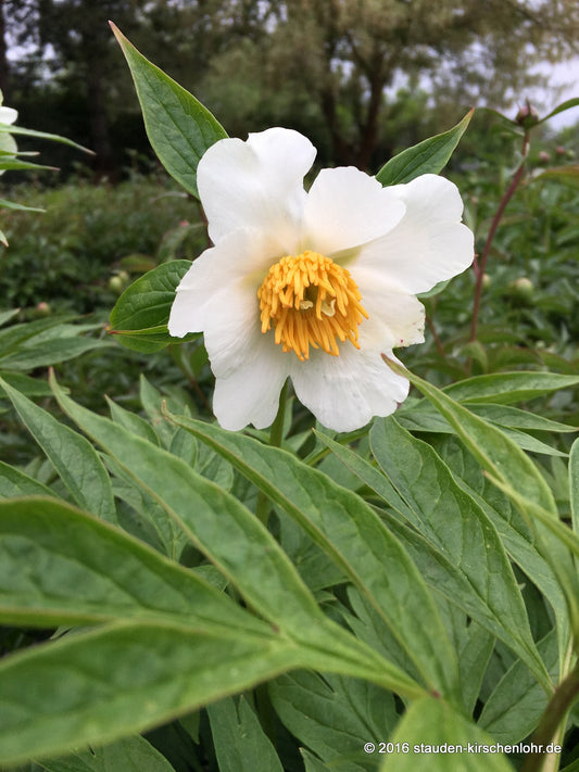 Paeonia 'Early Windflower'