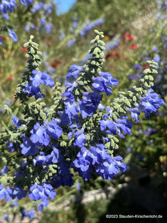 Salvia azurea 'Grandiflora'