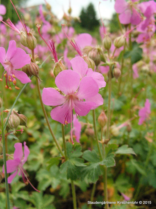 Geranium x cantabrigiense 'Berggarten'