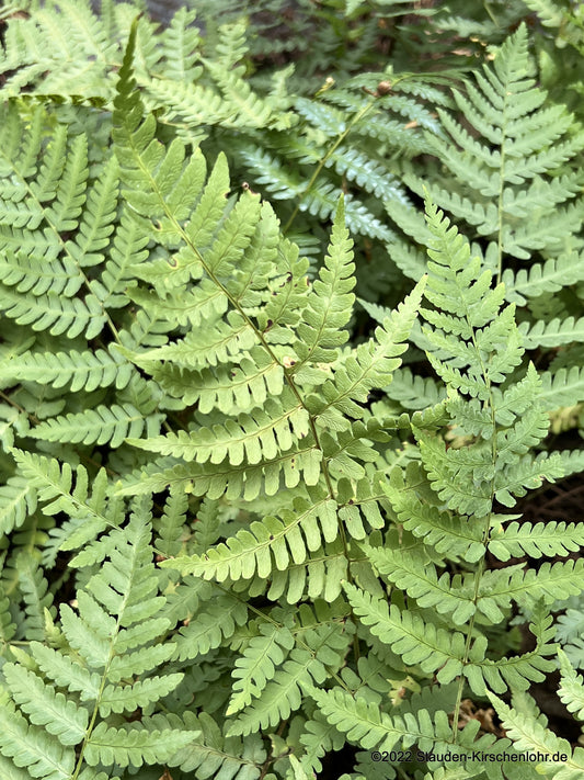 Dryopteris marginalis