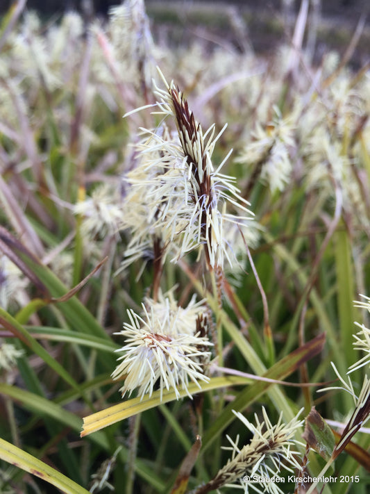Carex morrowii 'Variegata'