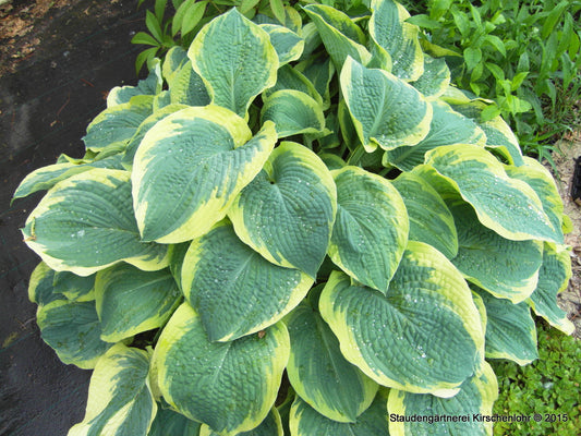 Hosta 'Northern Exposure'