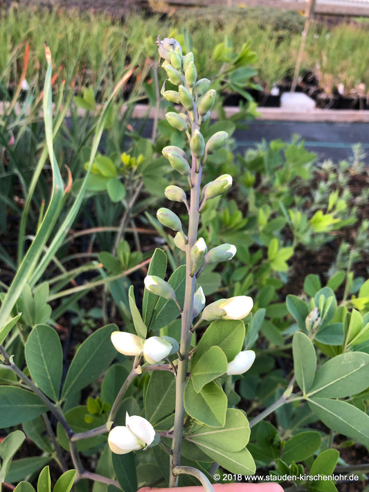 Baptisia alba var. alba (B. pendula)
