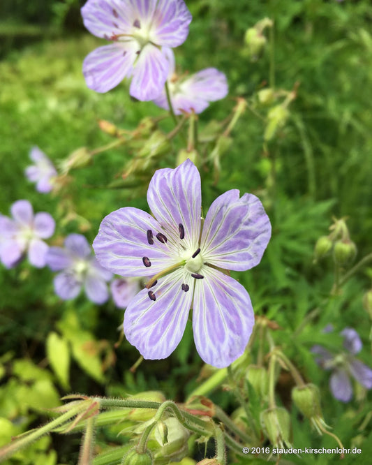 Geranium pratense 'Mrs. Kendall Clark'