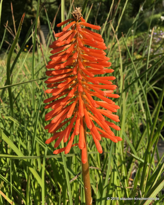 Kniphofia 'Nobilis'