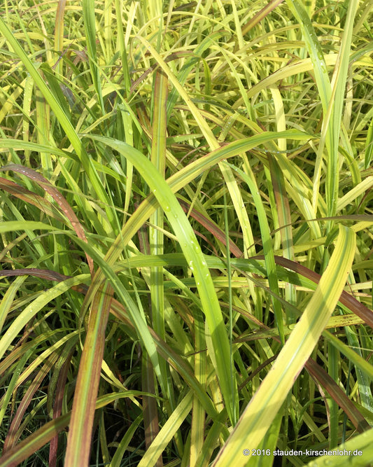 Miscanthus sinensis 'Afrika'