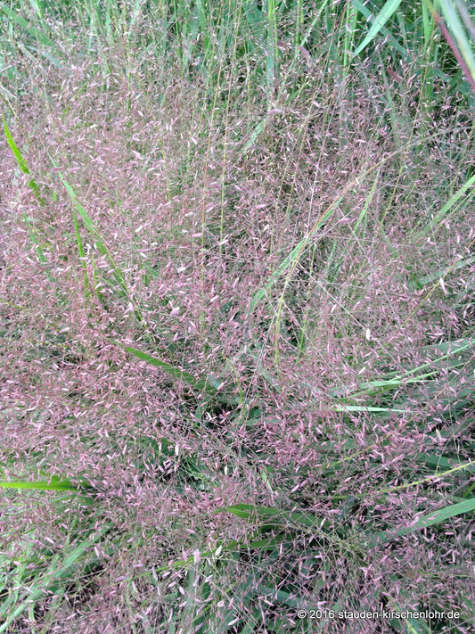 Eragrostis spectabilis 'Great Plains'