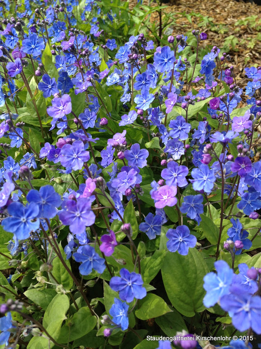 Omphalodes cappadocica 'Cherry Ingram'