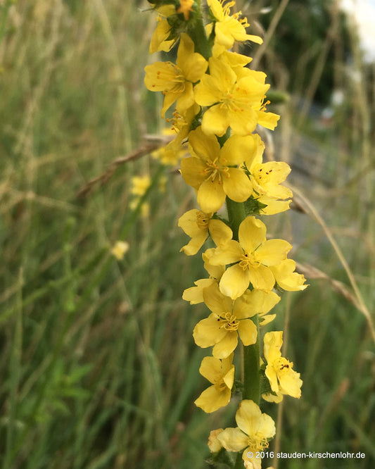 Agrimonia eupatoria
