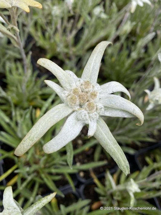 Leontopodium alpinum