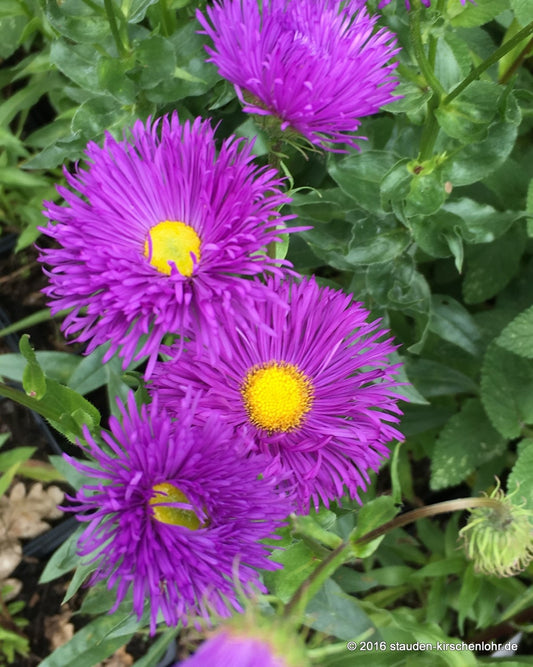 Erigeron 'Nachthimmel'