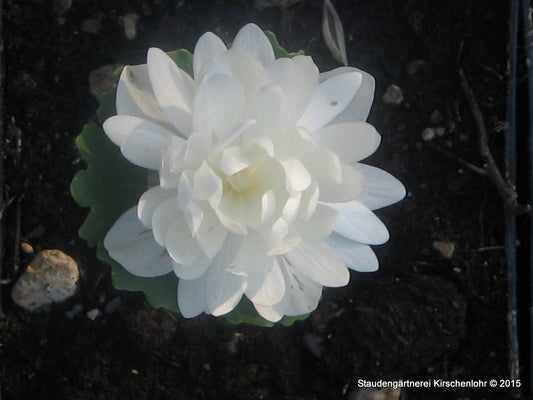 Sanguinaria canadensis 'Multiplex'