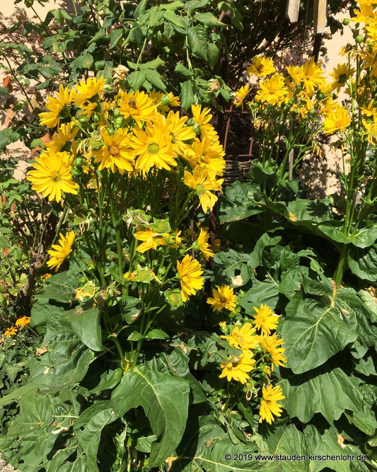 Silphium perfoliatum 'JS Maya' ®