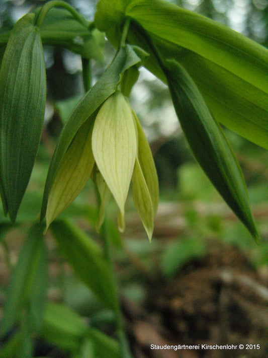 Uvularia perfoliata