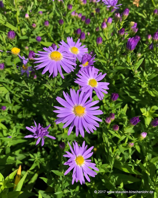 Symphyotrichum dumosum 'Prof. Anton Kippenberg'