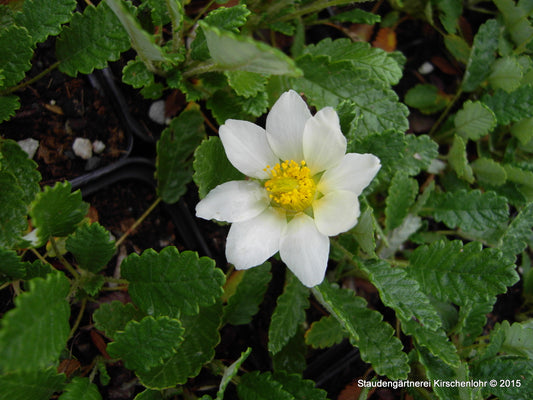 Dryas x suendermannii