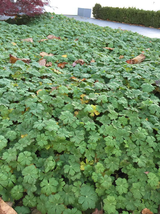 Geranium x cantabrigiense 'Karmina'