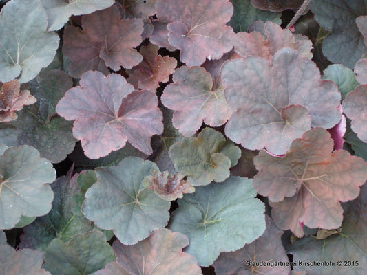 Heuchera 'Mocha' ®
