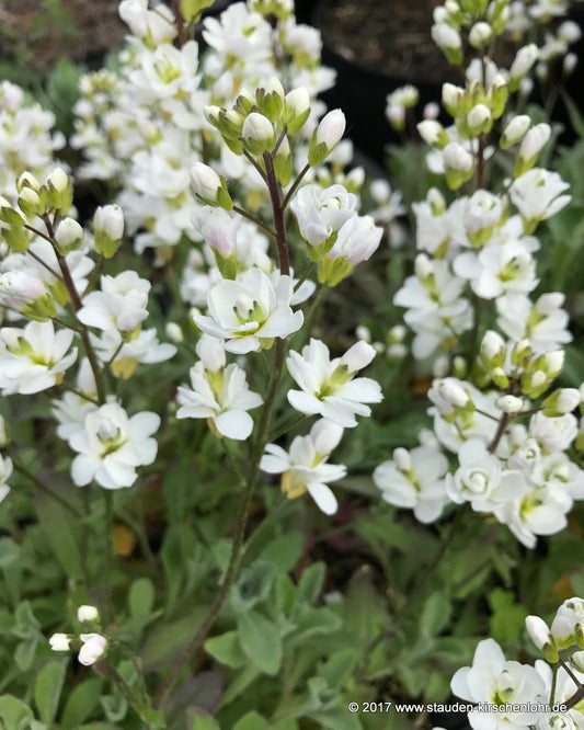 Arabis caucasica 'Plena'