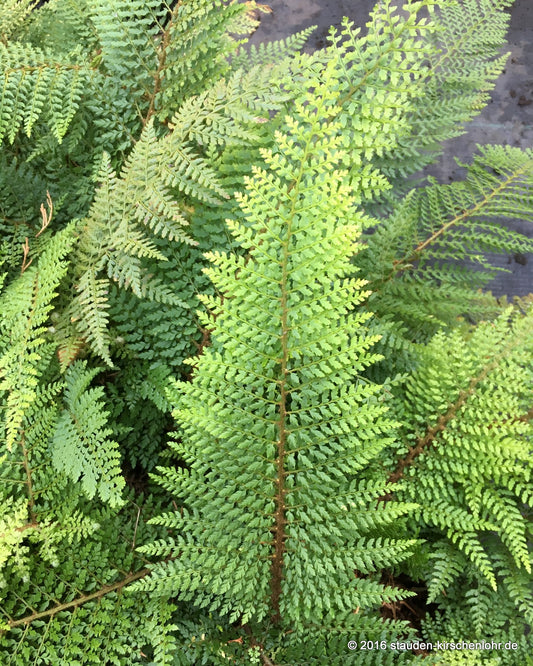 Polystichum setiferum 'Proliferum Herrenhausen'