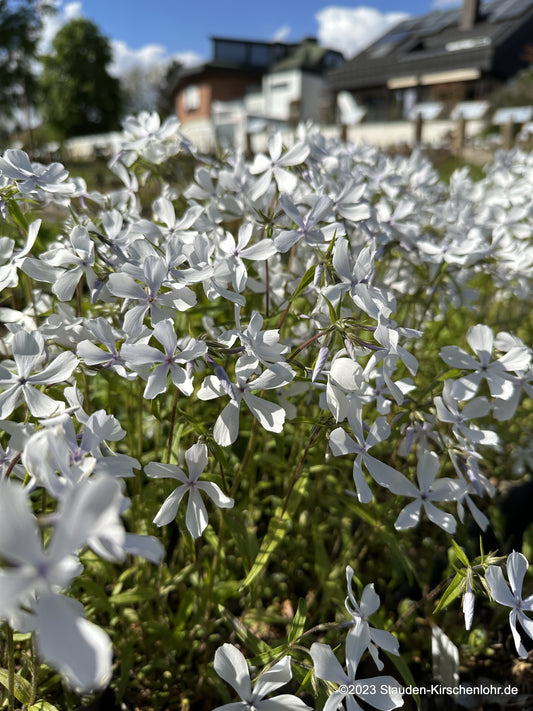 Phlox divaricata 'White Perfune' NIS