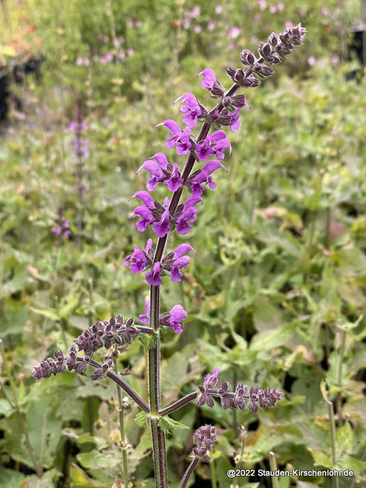 Salvia nemorosa 'Royal Crimson Distinction’ ®