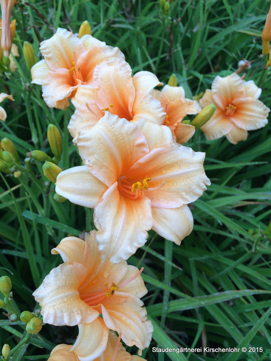 Hemerocallis 'Bertie Ferris'