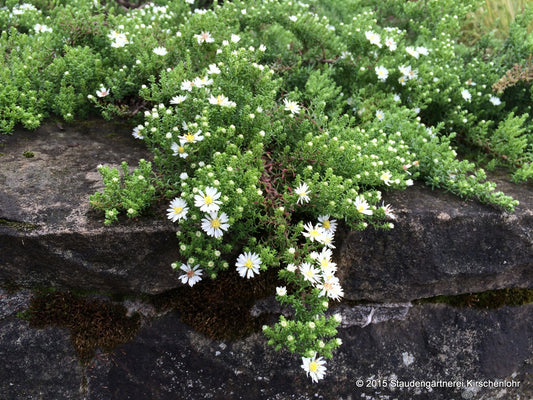 Symphyotrichum ericoides var. pansum 'Snowflurry'