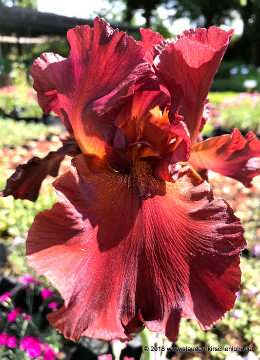 Iris barbata-elatior 'Margrave'