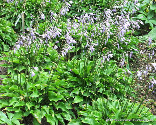 Hosta 'Harry van Trier'