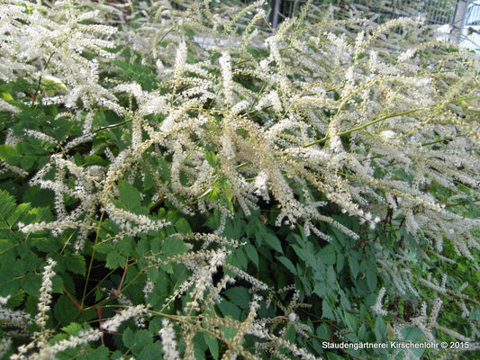Aruncus 'Misty Lace' ®