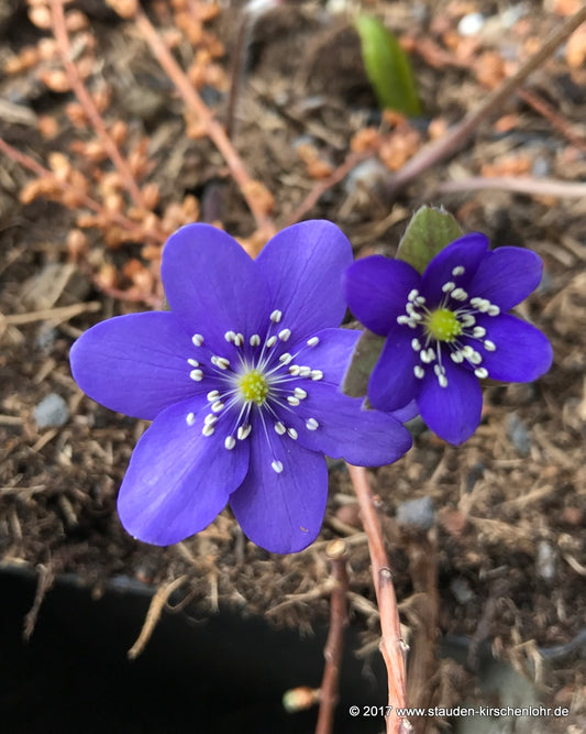 Hepatica transsilvanica