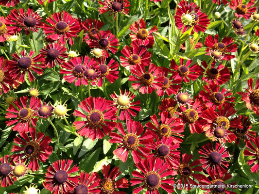 Helenium 'Salsa' ®