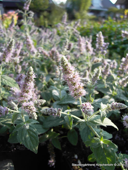 Mentha longifolia 'Buddleia'