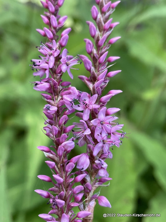Bistorta amplexicaulis 'Rowden Gem'