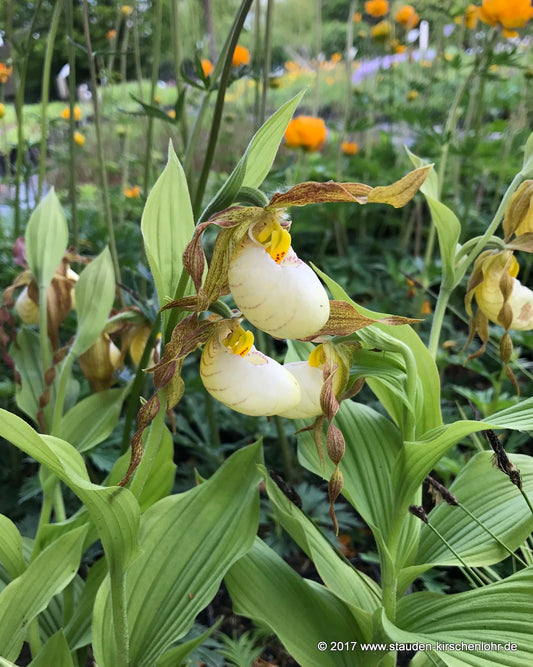 Cypripedium x columbianum NIS
