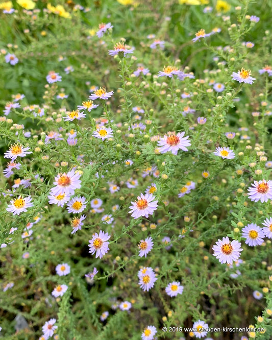 Symphyotrichum ericoides 'Blue Star'
