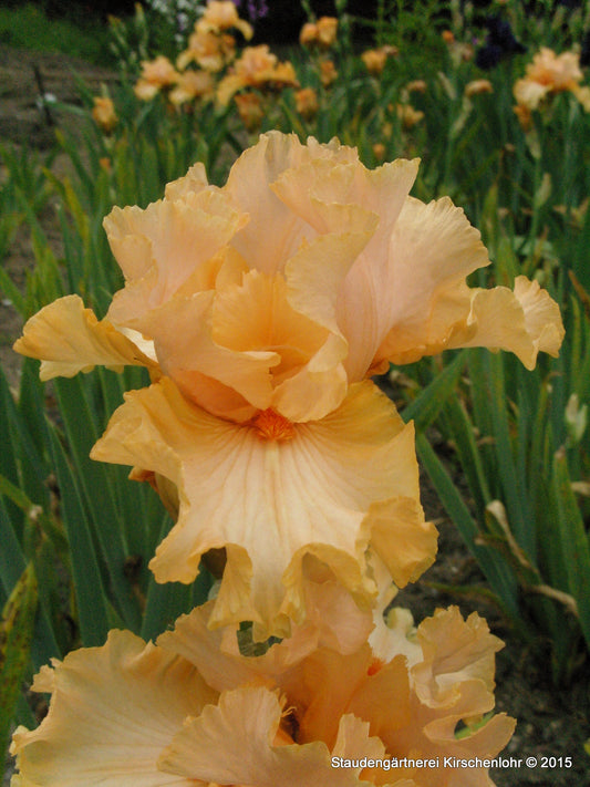 Iris barbata-elatior 'Viva Mexico'
