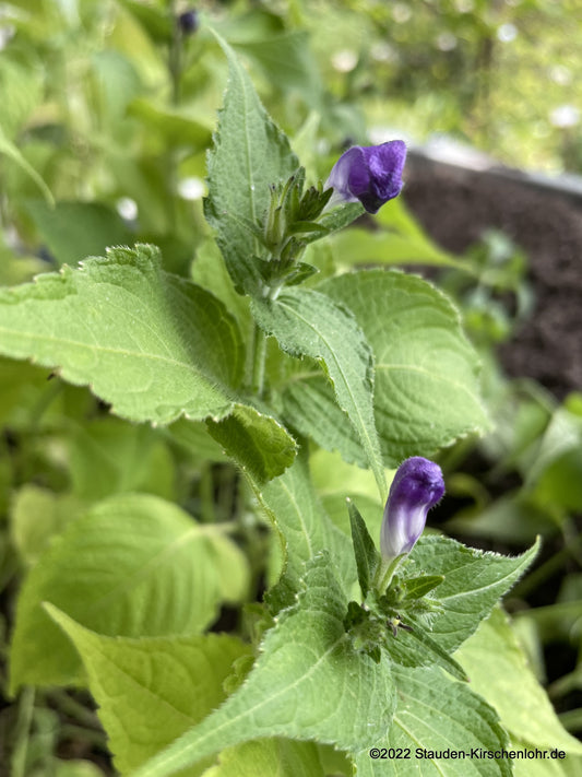Strobilanthes attenuatus subsp. nepalensis