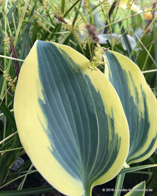 Hosta 'Autumn Frost' ®