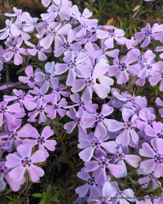Phlox subulata 'Benito'