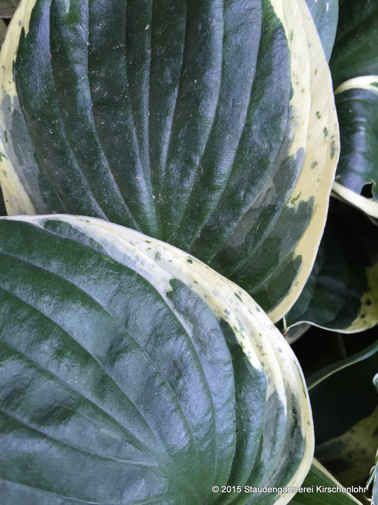 Hosta 'Independence' ®