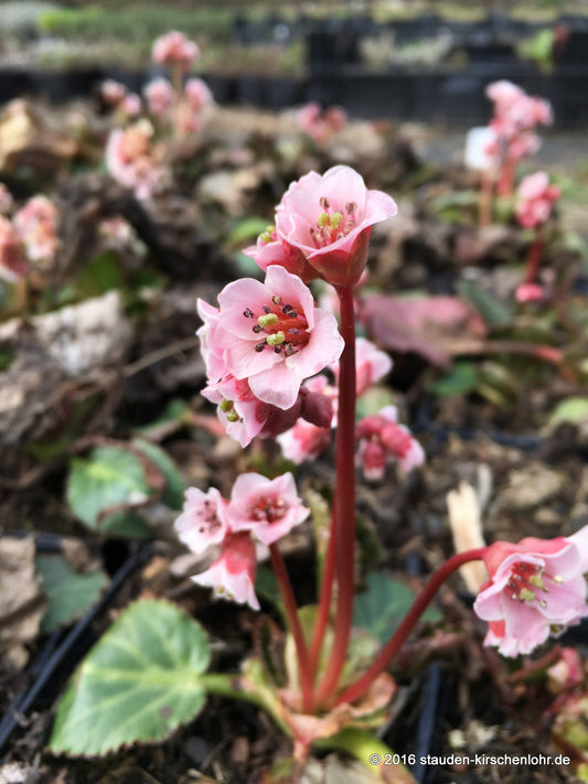 Bergenia ciliata 'Cyanea'