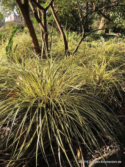 Carex oshimensis 'Evergold'