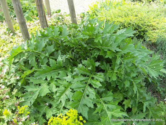 Acanthus mollis var. latifolius