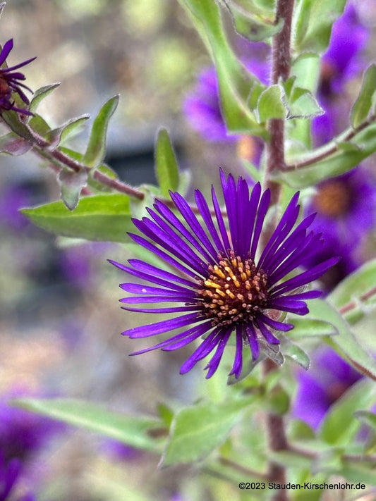 Symphyotrichum novae-angliae 'Nachtauge'