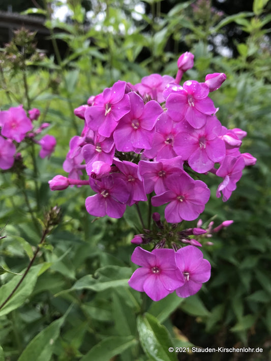 Phlox paniculata 'Pink Lady'