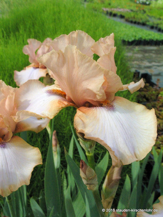 Iris barbata-elatior 'Dance Away'